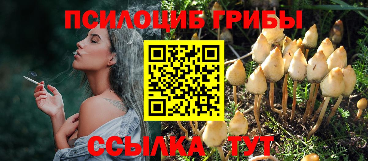 Галлюциногенные грибы Psilocybe Артём
